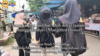 Mengenal dan Melihat Lebih Dekat Tanaman Mangga Kasturi Mangifera casturi [upl. by Atirb]