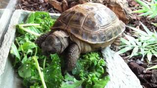 Hobby Reptiles Ltd Testudo horsefieldii Horsefields Tortoise [upl. by Koby997]