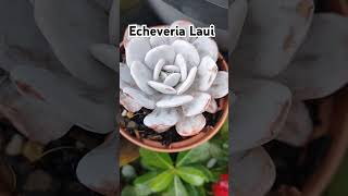 echeverialaui echeveria suvulentabrancq pruina [upl. by Tarrsus476]