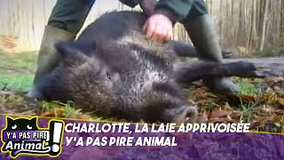 Charlotte le sanglier apprivoisé 🐗  Ya pas pire animal [upl. by Pansir]