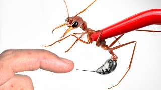 STUNG by a Bulldog Ant [upl. by Braca]