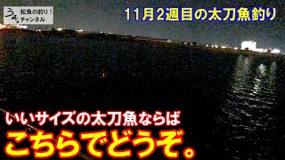 いいサイズの太刀魚がいる深夜の朝マズメ。11月2週目の太刀魚釣り。 [upl. by Vonni]