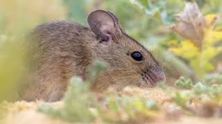 Facts About Field Mouse [upl. by Hyacinth]