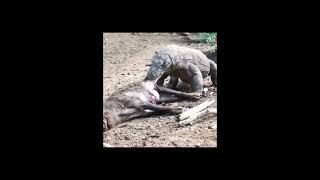 Komodo dragons brutal predation scene viewer discretion advised [upl. by Hartill16]