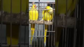 yellow hand time pair hand time parrotyellow ring neck pairbirds parrot shortsshort [upl. by Armando205]