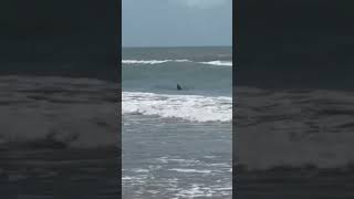 Four shark bites reported on South Padre Island [upl. by Enitnelav596]