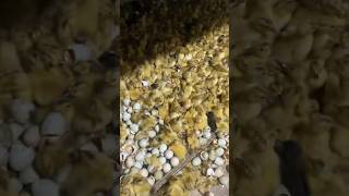 Newly hatched chicks chciken farming agriculture farm animals [upl. by Max]