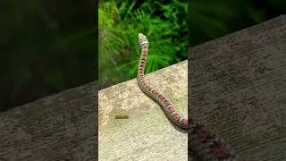 CHRYSOPELEA snake wildlife nature wildworld flyingsnake [upl. by Ahders592]