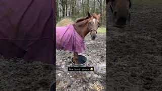 Hufschuhe für Pferde DIY 😂 hoofshoes hufe hufschuhe pferde stallleben [upl. by Darbee]