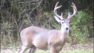 Scouting for DEER in the Swamps of SOUTH Louisiana [upl. by Jonas]