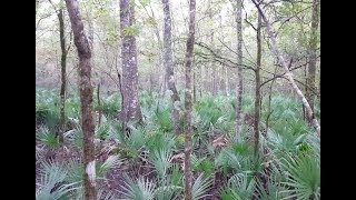 Hunting in South Louisiana deer hunt 3 [upl. by Ileek361]