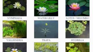 Water Plants name  Water Plants Chart  Water Plant name with Picture  paani wale ped names [upl. by Martell]