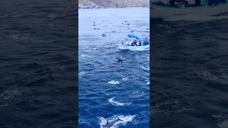 ship ke aage Dolphins dance kr rhe hai 😱🥳😅msc ship youtubeshorts viralvideo dolphintrending [upl. by Eniaral]