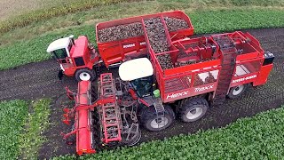 12 row Sugarbeet harvesting  Rovers Boekel l Holmer  Agrifac Hexx Traxx 12  Gilles overlaadwagen [upl. by Stoneham]