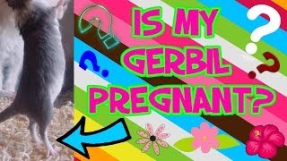 How To Tell If Your Gerbil Is Pregnant [upl. by Kala]