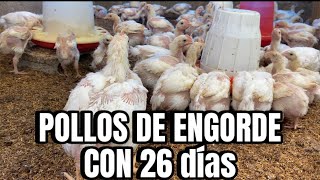 Cómo CRIAR POLLOS DE ENGORDE Parte 3 26 días [upl. by Adnowal218]