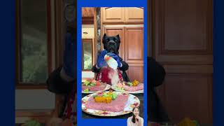 quotThe Barking Chef is Ready to Servequot asmr pets cooking shortsviral [upl. by Adrial]