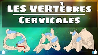 Anatomie du rachis  Vertèbres cervicales [upl. by Irot1]