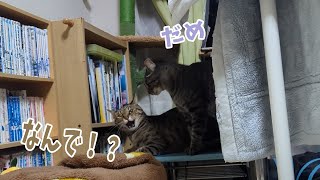 【４猫暮らし769s】 寝る前尻ポンを許さない猫 [upl. by Rodge326]