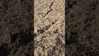 Live Snake 🐍 in the Farm [upl. by Ruenhcs771]