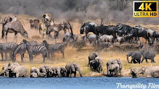 4K African Wildlife Toubkal National Park Adventure with Relaxing Music in African [upl. by Nart]