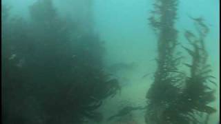 Cormorant underwater at Monestary Beach in Monterey CA [upl. by Ehcsrop]