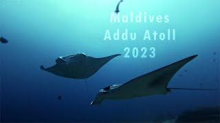 Diving Maldives 2023 Addu Atoll [upl. by Iy]