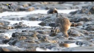 Migratory Shorebirds Depend on the Yellow Sea English 1080p [upl. by Eniamret242]