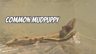 Common Mudpuppy Observation Tank  Necturus maculosus [upl. by Dami]