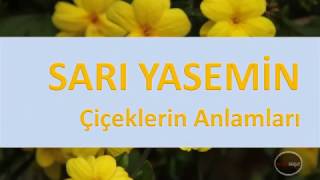 Çiçeklerin Anlamları SARI YASEMİN [upl. by Lisbeth699]