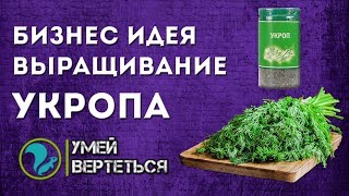 Выращивание укропа Бизнес идея [upl. by Nevek]