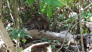 Raccoons having sex on the beach in Cahuita Costa Rica [upl. by Catlaina800]