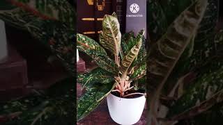 Aglaonema PlantGardeningShortsAglaonema Plant In Malayalam [upl. by Aiva]