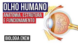 OLHO HUMANO anatomia estrutura e funcionamento  Biologia para o Enem  Cláudia de Souza Aguiar [upl. by Senskell312]