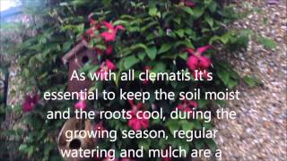 Clematis Abundance viticella In bloom Help care tips [upl. by Bouzoun]