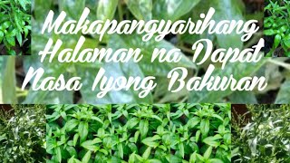 Makapangyarihang Halaman na Dapat Nasa Iyong Bakuran  Serpentina Plant [upl. by Sontich670]