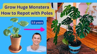 MONSTERA deliciosa  Repotting my Huge Plant  Using Moss Poles amp Wood Support  Growth Tips [upl. by Annairol3]