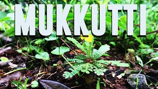 Mukkutti Medicinal Uses and Facts Biophytum sensitivum [upl. by Travus]