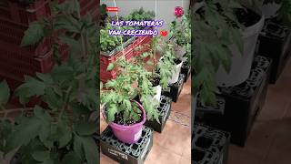 Cultiva Tomate 🍅 En Casa De Esta Forma Y Tendrás Muchos Éxitosfyp tomate [upl. by Tica]