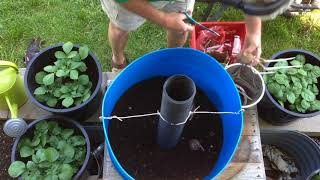 How to grow potatoes in a large barrel [upl. by Wiles]