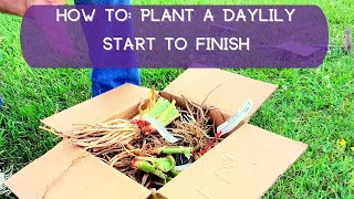 How To Plant A Daylily—Start to Finish  Oakes Daylilies [upl. by Otrebcire]