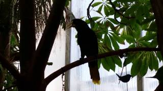 Crested Oropendola Call  Sounds like static amp lasers [upl. by Starobin]