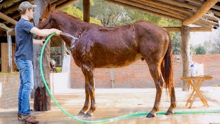 How To Wash A Horse For Beginners Only 7 Steps [upl. by Naira]