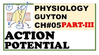 Chapter5PartIII  Action Potential  Depolarization  Repolarization Guyton Physiology [upl. by Zoba]