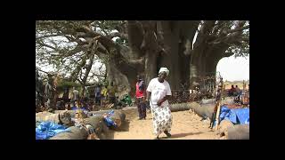 Le plus gros baobab du Sénégal [upl. by Gautier397]