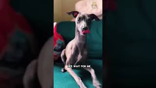 Dogs are my favorite kind of peoplecute pets animals pets funnyanimals petvideo [upl. by Mela]