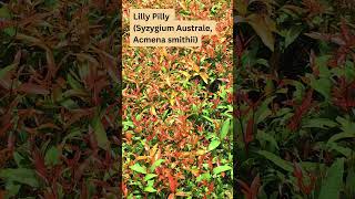 Lilly Pilly Native Australian Hedge Plant [upl. by Butterfield]