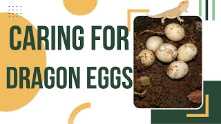 How To Take Care Of Bearded Dragon Eggs [upl. by Ispep]