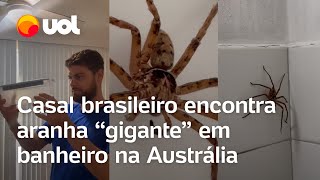 Aranha gigante no banheiro surpreende brasileiros em apartamento na Austrália veja vídeo [upl. by Daley]