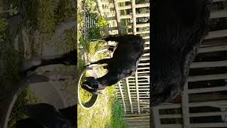 Wethers खस्सी Part02 Castrated male goat 🐐 Reared for meat 🥩 Madrauni [upl. by Ennirak425]